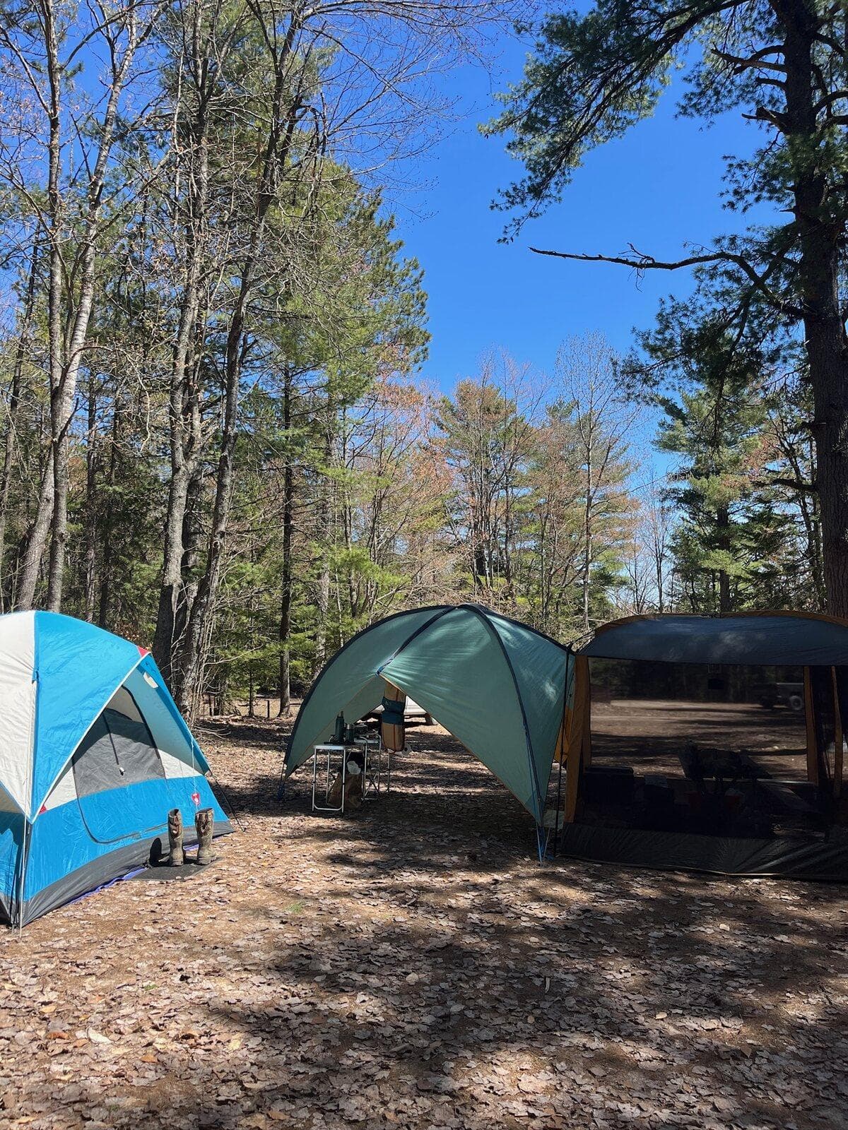 Tents and a shelter pitched under red pines on a sandy campsite with blue sky