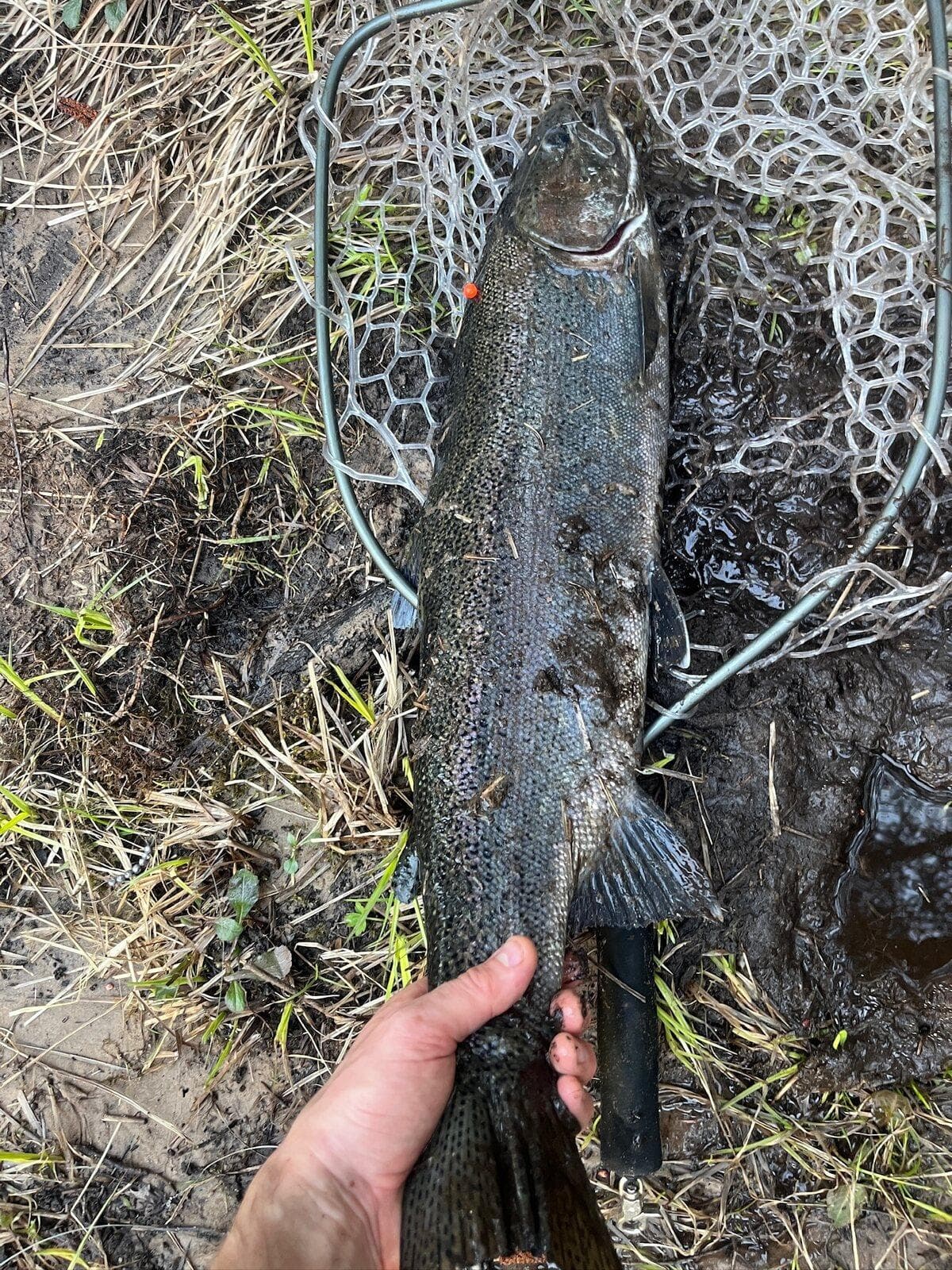 A dark spring steelhead lying in a rubber landing net on the bank grass, held by the tail