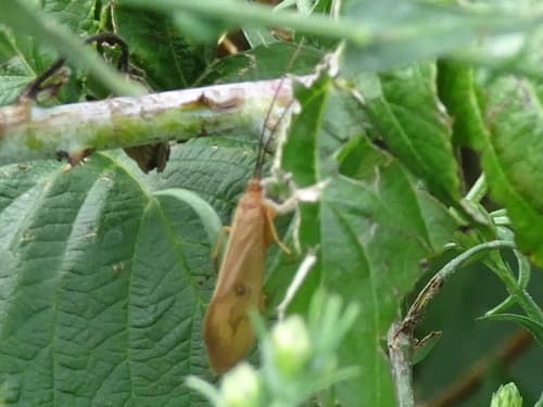 October Caddis (Pycnopsyche guttifera), adult