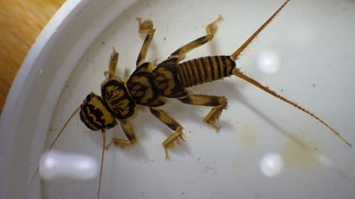 Golden Stonefly (Acroneuria lycorias)