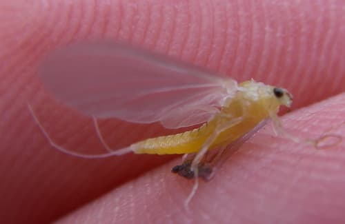Little Sulphur (Ephemerella dorothea)