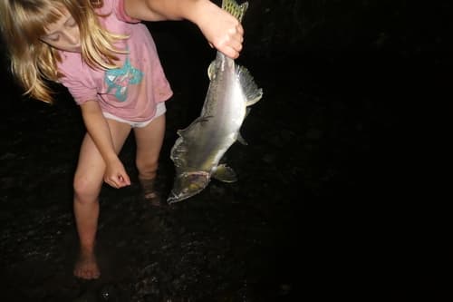 Pink salmon, adult
