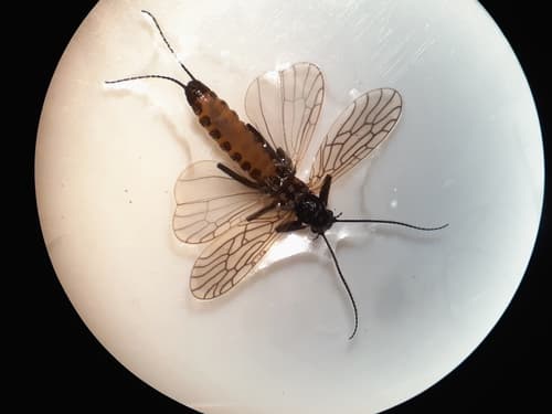 Tiny Black Stonefly (Allocapnia granulata), adult