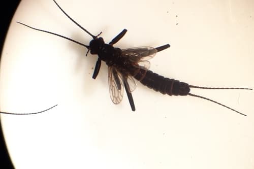 Tiny Black Stonefly (Allocapnia granulata), adult
