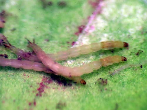 Midge (Procladius bellus), larva