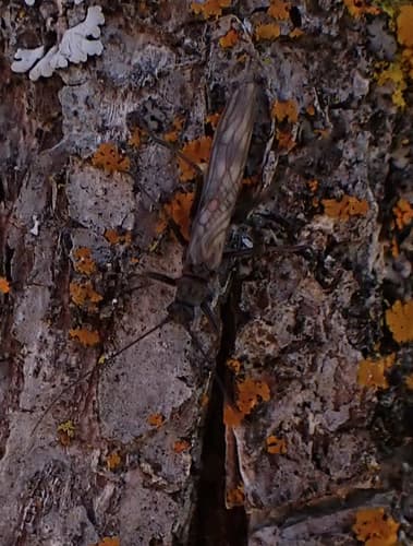 Early Black Stonefly (Taeniopteryx nivalis), adult