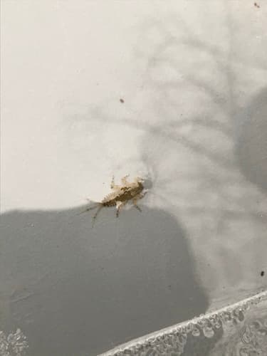 Hendrickson (Ephemerella subvaria)
