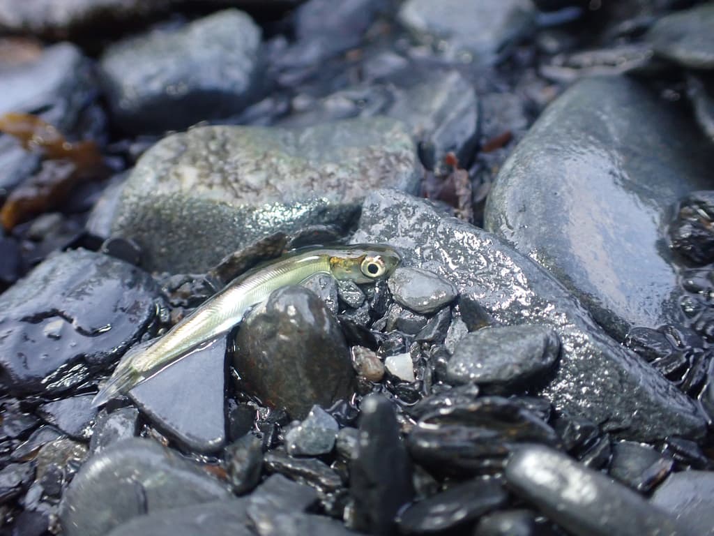 Pink salmon, juvenile