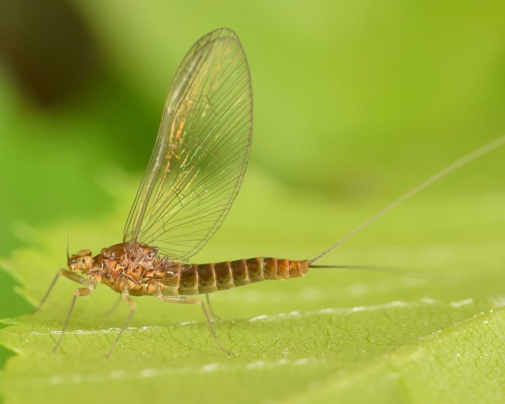 Tiny Blue-Winged Olive (Acentrella turbida), adult