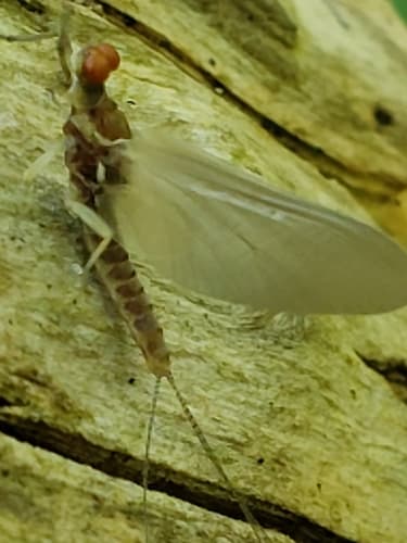 Hendrickson (Ephemerella subvaria)