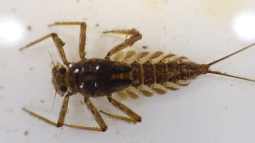 Quill Gordon (Epeorus pleuralis)