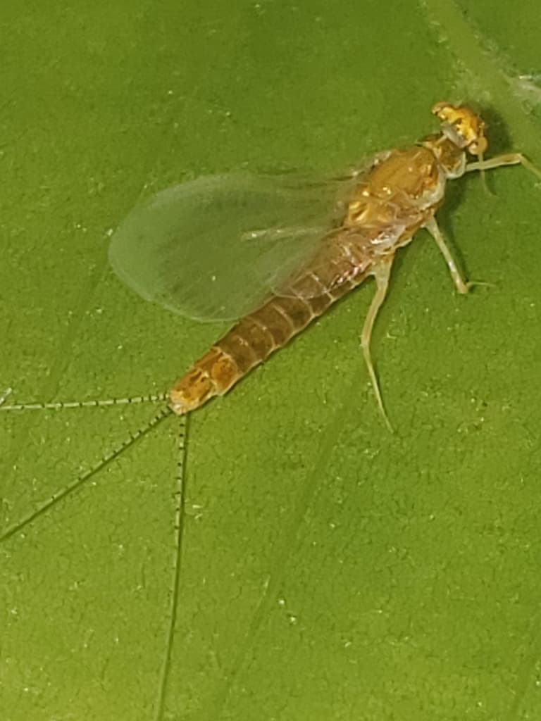 Sulphur (Ephemerella invaria)