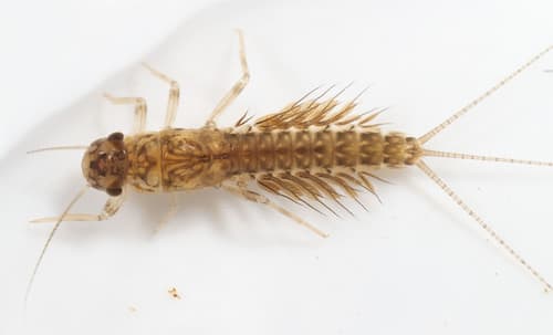 Black Quill (Leptophlebia cupida), nymph
