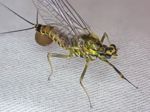 Great Speckled Olive (Drunella grandis)