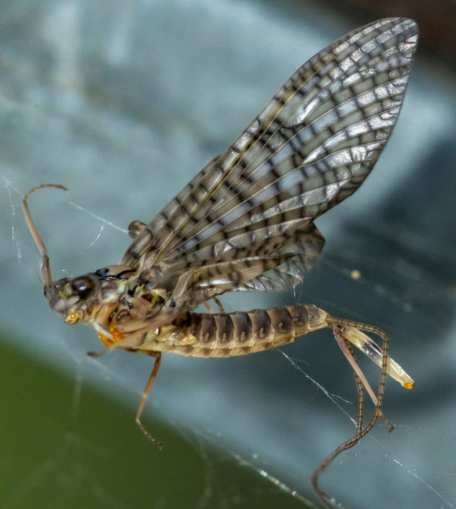 March Brown (Maccaffertium vicarium), adult
