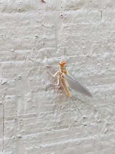 Sulphur (Ephemerella invaria)