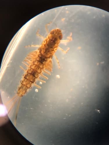 Gray Drake (Siphlonurus), nymph