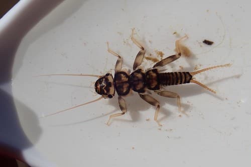 Golden Stonefly (Acroneuria lycorias)
