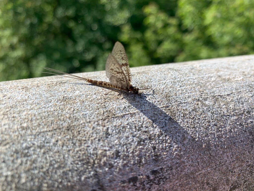 Brown Drake (Ephemera simulans)