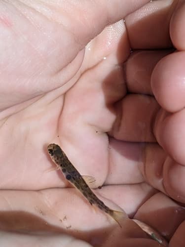 Brook trout, juvenile