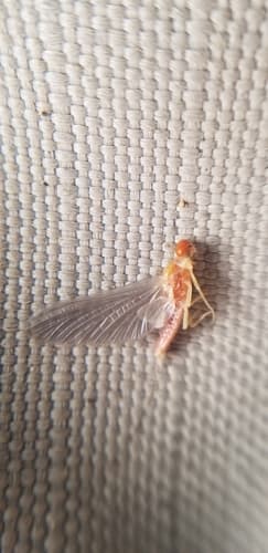 Little Sulphur (Ephemerella dorothea)