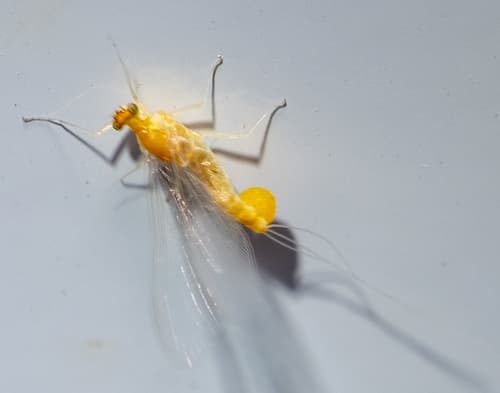Little Sulphur (Ephemerella dorothea), adult