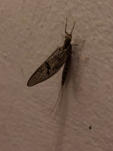 Brown Drake (Ephemera simulans)