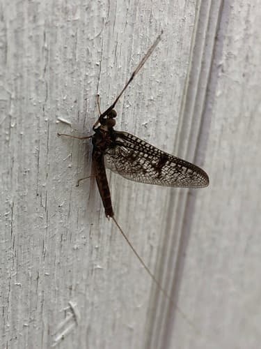 Brown Drake (Ephemera simulans)