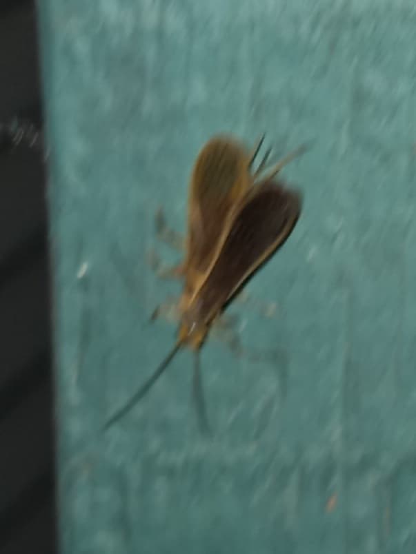 Little Black Caddis (Chimarra)