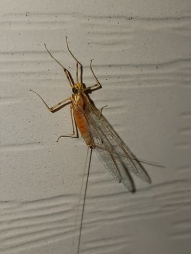 Light Cahill (Stenacron interpunctatum)