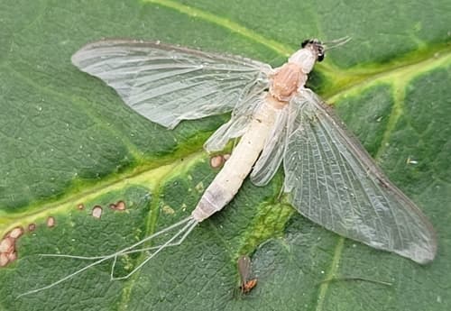 White Fly (Ephoron leukon)