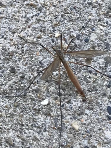 Crane Fly (Platytipula)