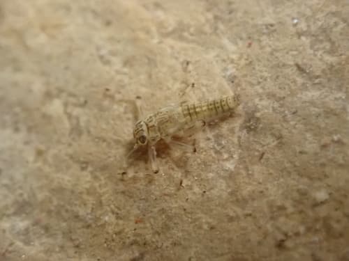 Tiny Blue-Winged Olive (Acentrella turbida)