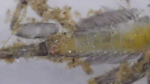 Light Cahill (Stenacron interpunctatum), nymph