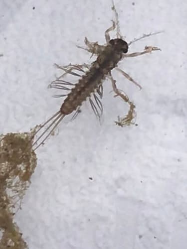 Mahogany Dun (Paraleptophlebia), nymph
