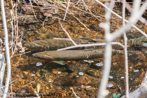 Rainbow trout (resident), adult