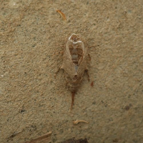 Bat Fly (Baetisca carolina)