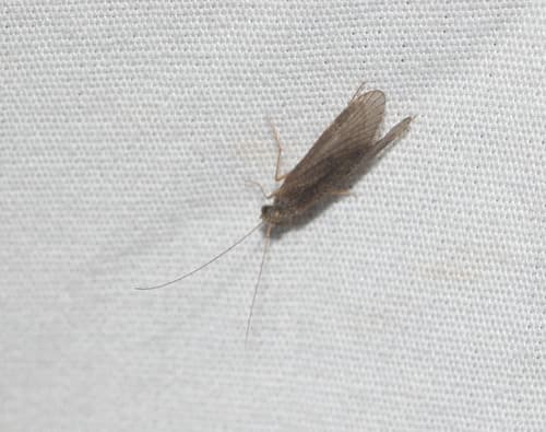 Little Sister Sedge (Cheumatopsyche)