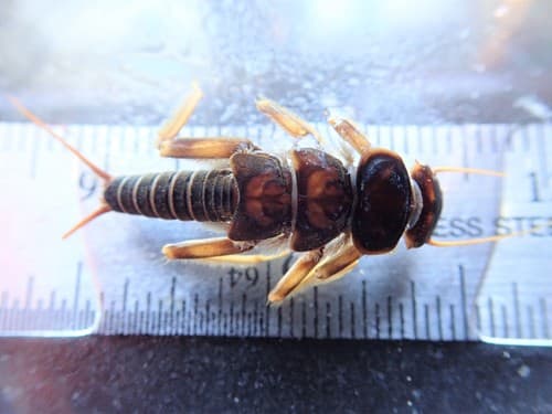 Golden Stonefly (Acroneuria lycorias)