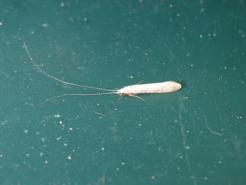White Miller (Nectopsyche albida)