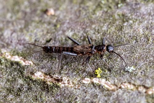 Tiny Black Stonefly