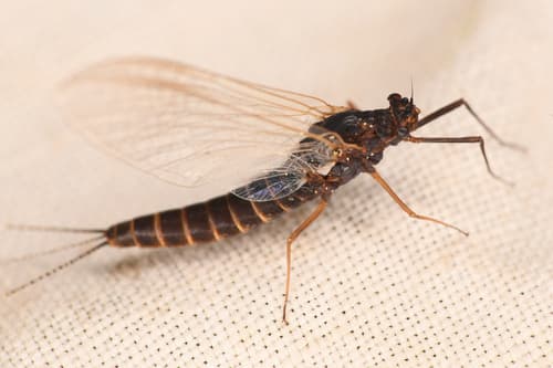 Black Quill (Leptophlebia cupida)