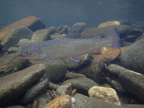 Brook trout, adult