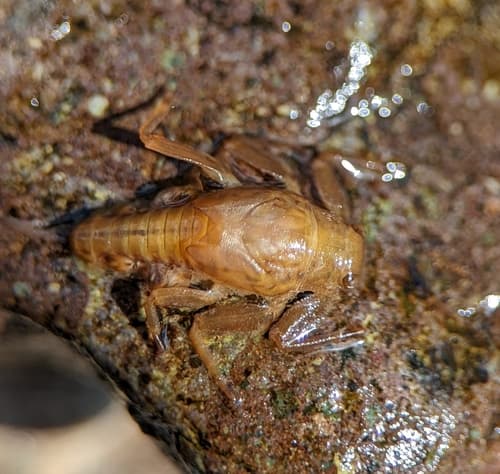 Great Speckled Olive (Drunella grandis), nymph