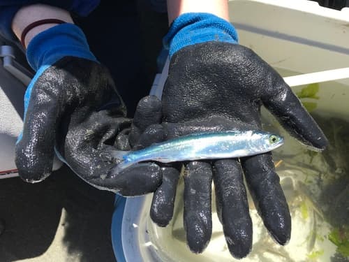 Pink salmon, juvenile