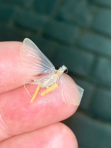 White Fly