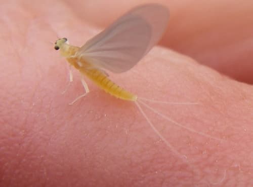 Little Sulphur