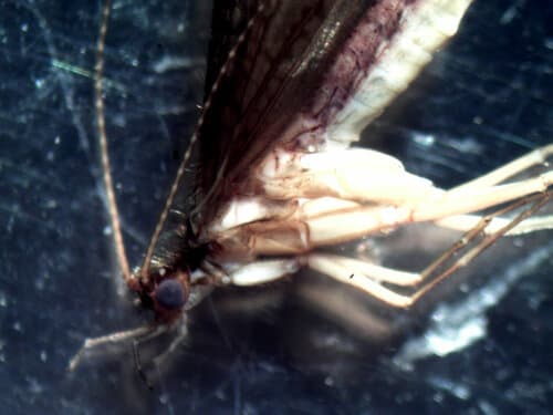 Green Rock Worm (Rhyacophila dorsalis), adult