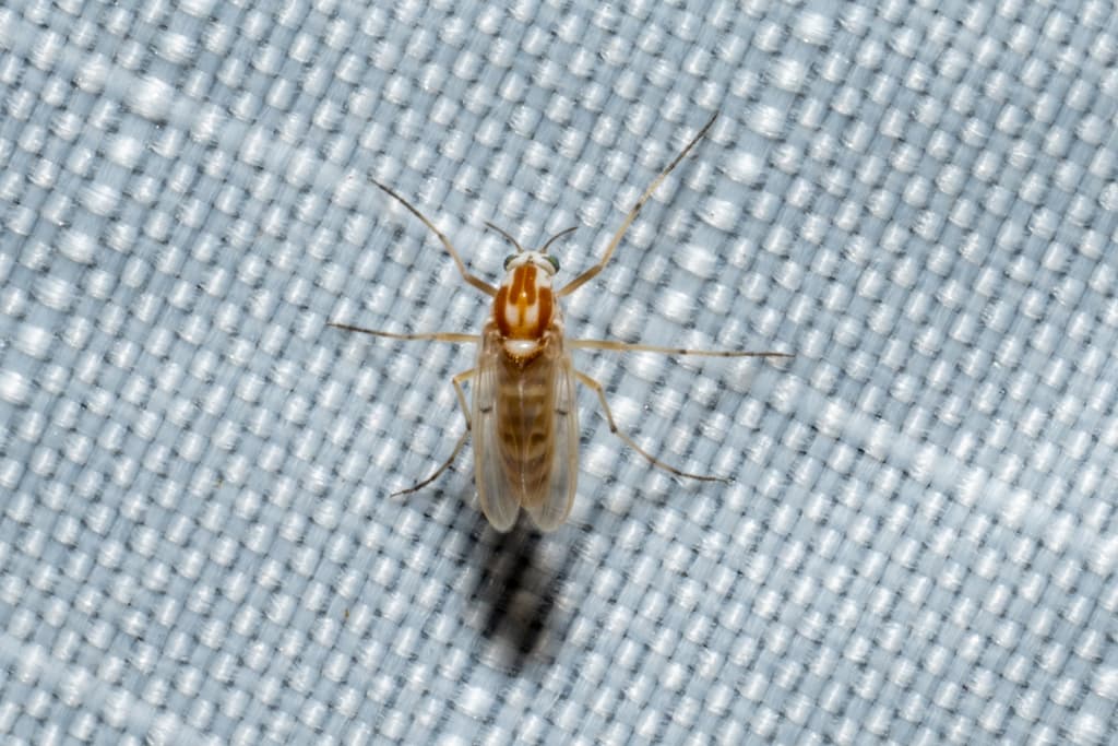 Midge (Procladius bellus), adult