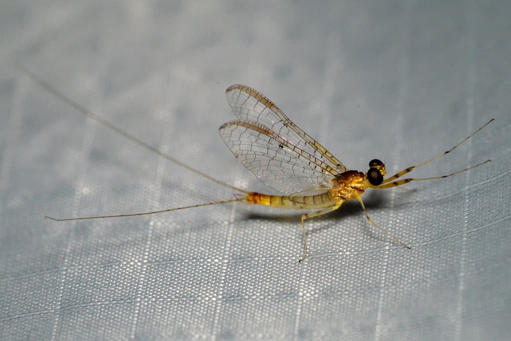 Light Cahill (Stenacron interpunctatum), adult